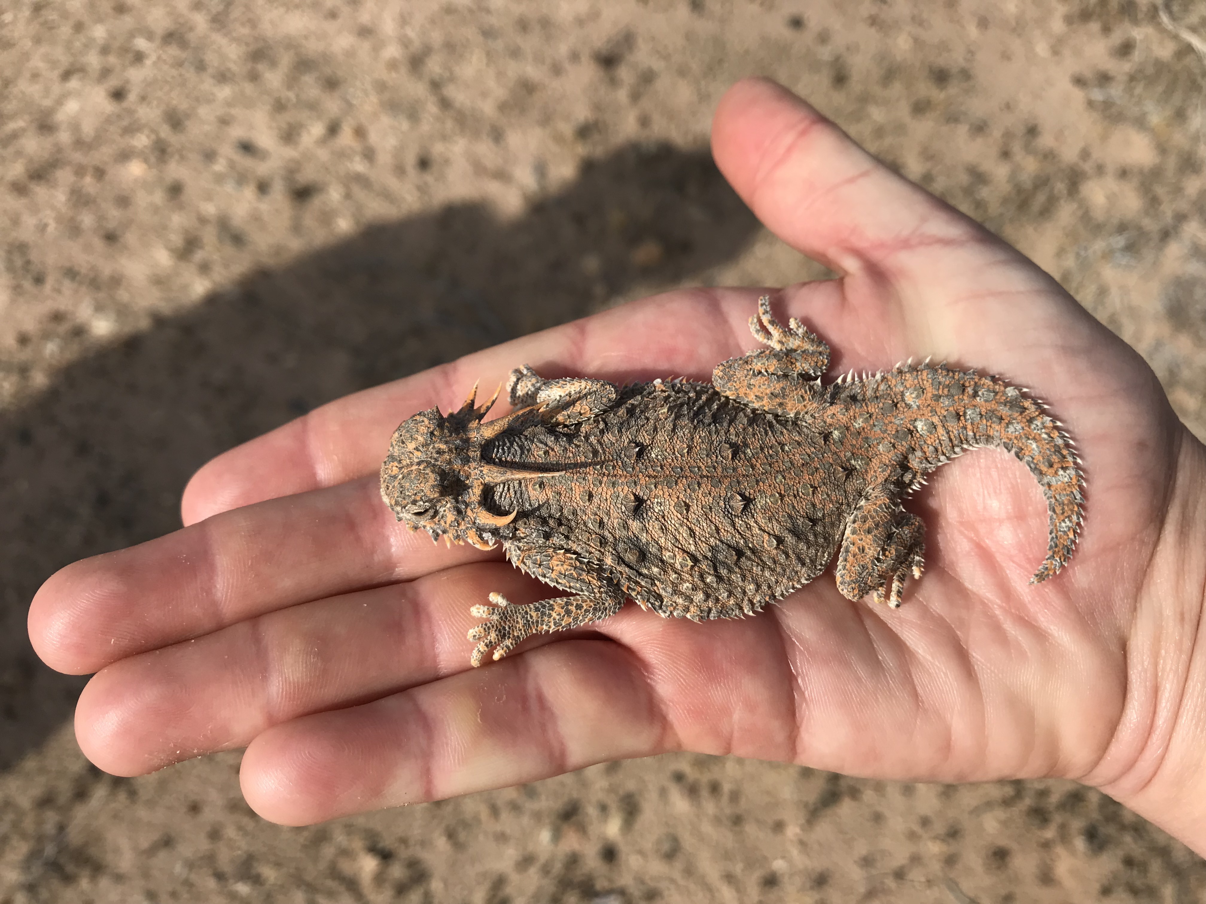 The first flat-tailed horned lizard we spotted during day 1 of survey season