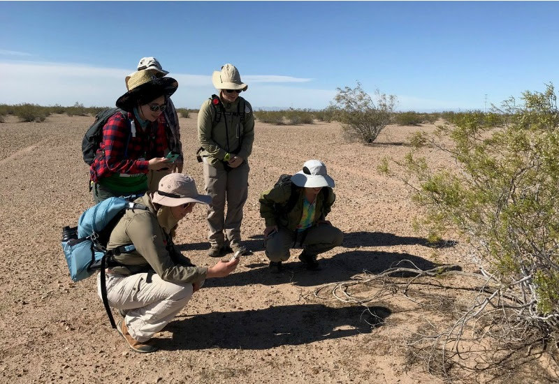 The flat-tiled horned lizard crew admiring the first flat-tailed horned lized spotted that season sunning next to a creosote bush.