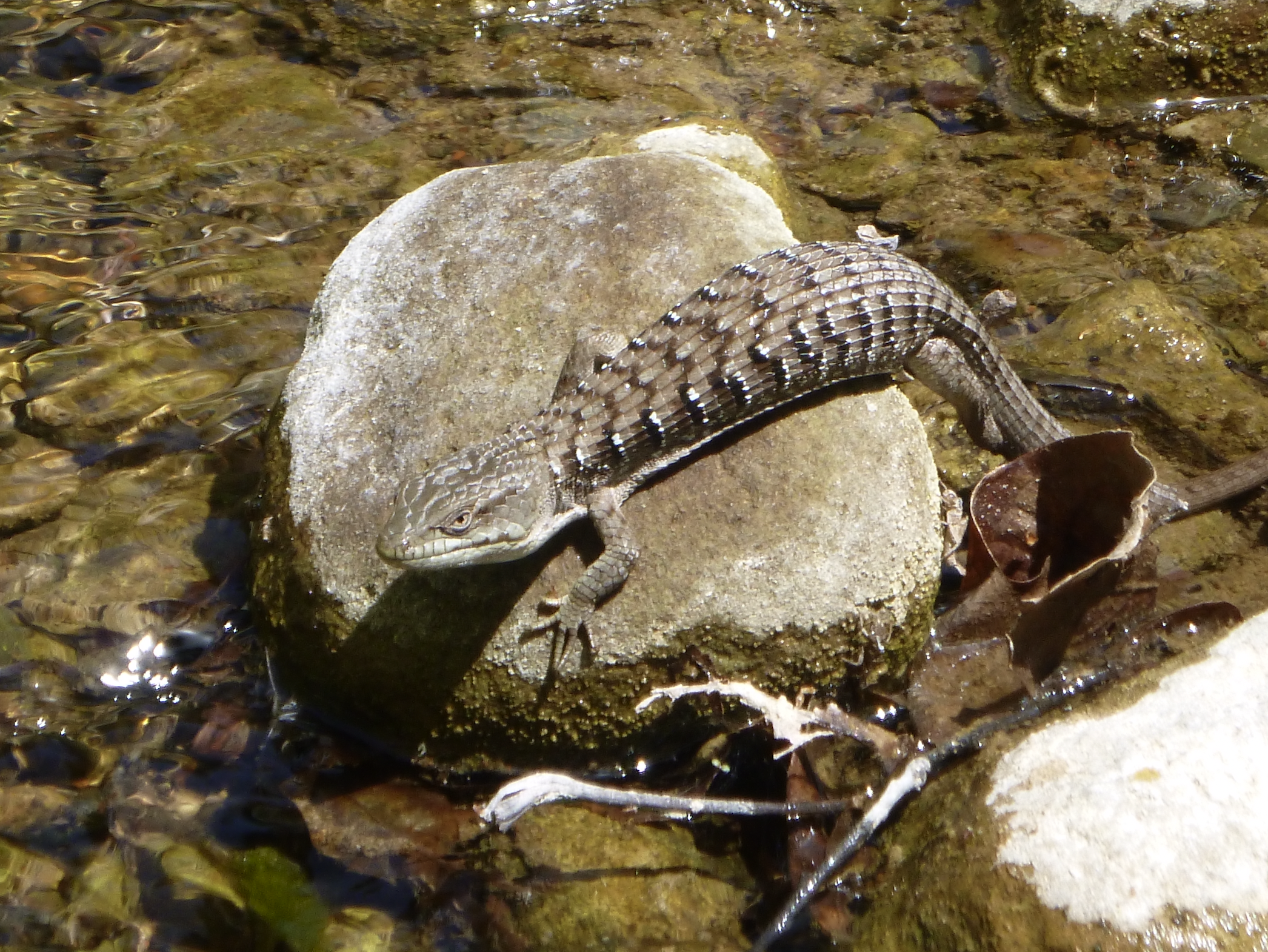 A chunky alligator lizard sunning on a stone in steelhead trout habitat in Gobernador Creek in Ojai, CA