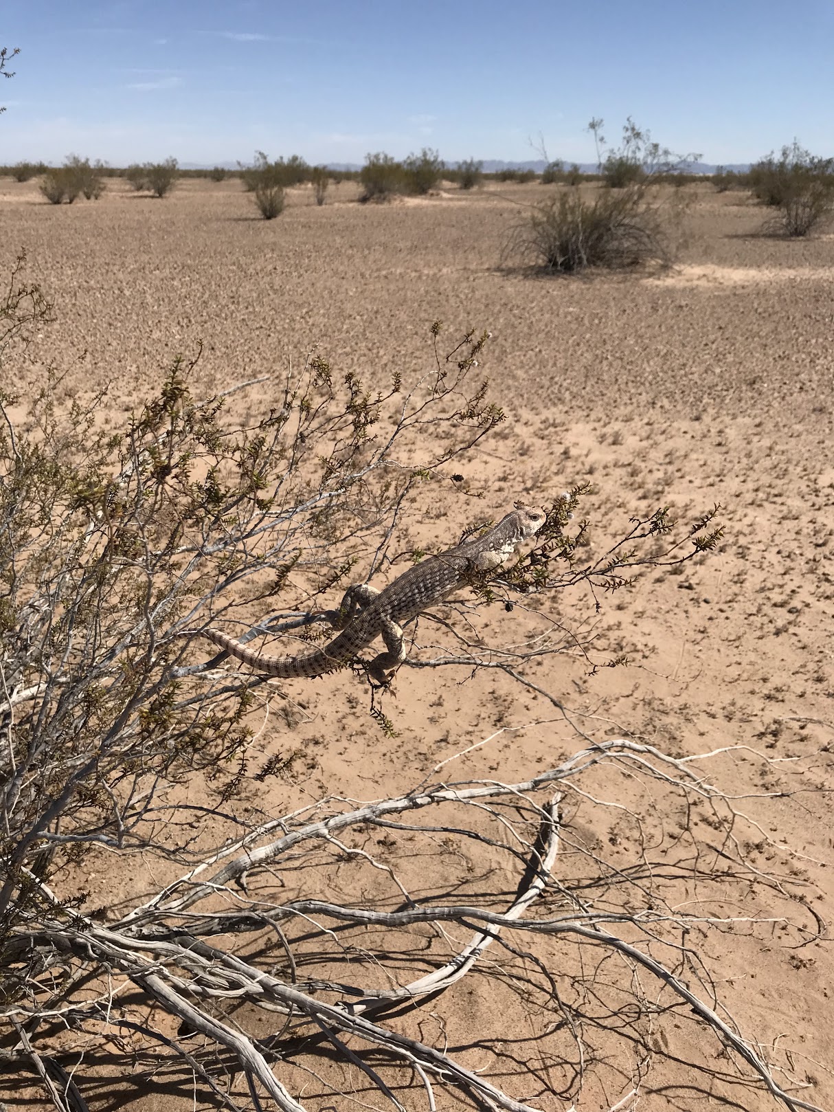 This iguana has a unique strategy to avoid the hot desert floor.