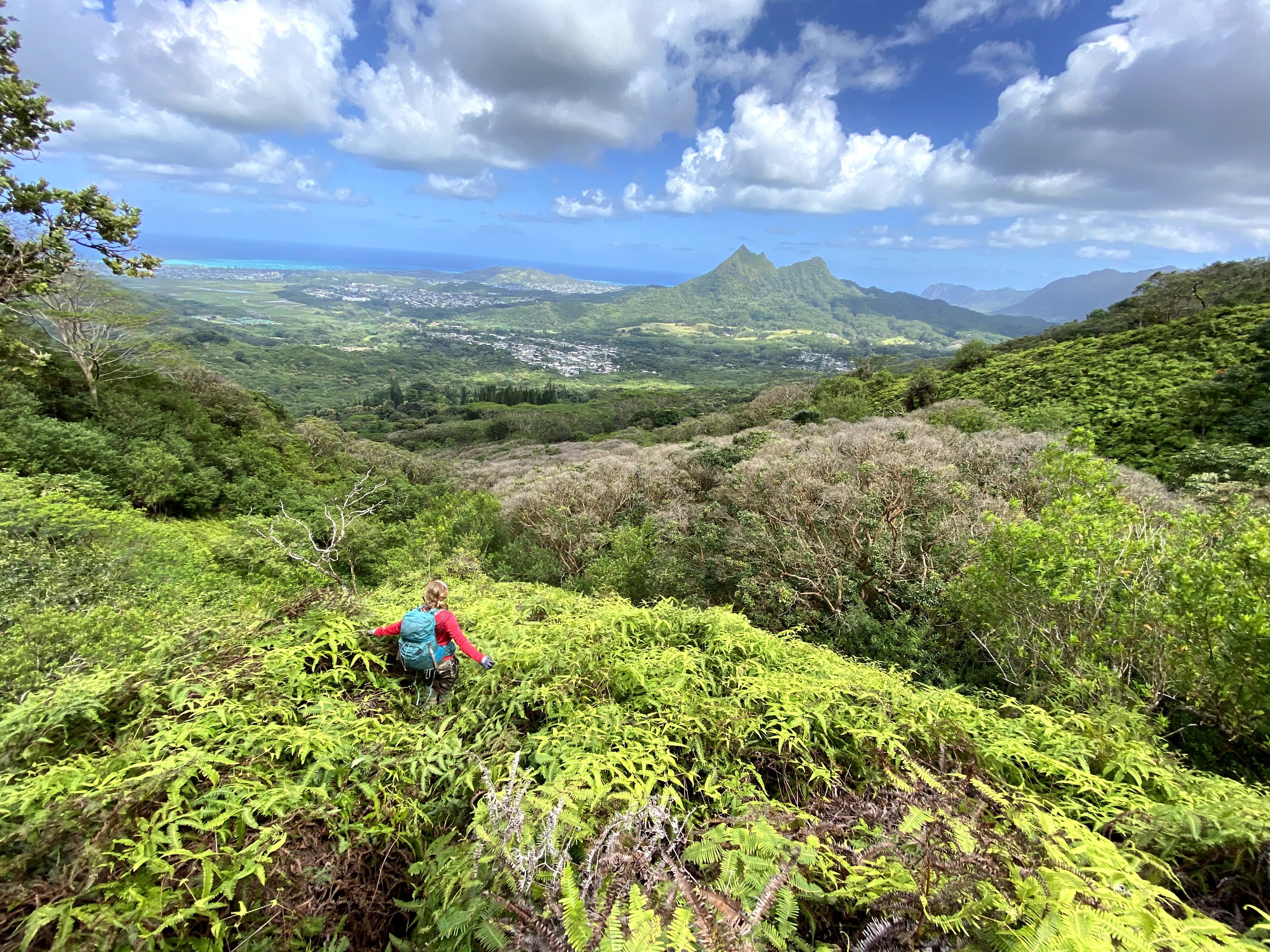 Overlooking Olomana (“three peaks”) on the east side of Oahu, Hawaii during a field survey for incipient invasive species.