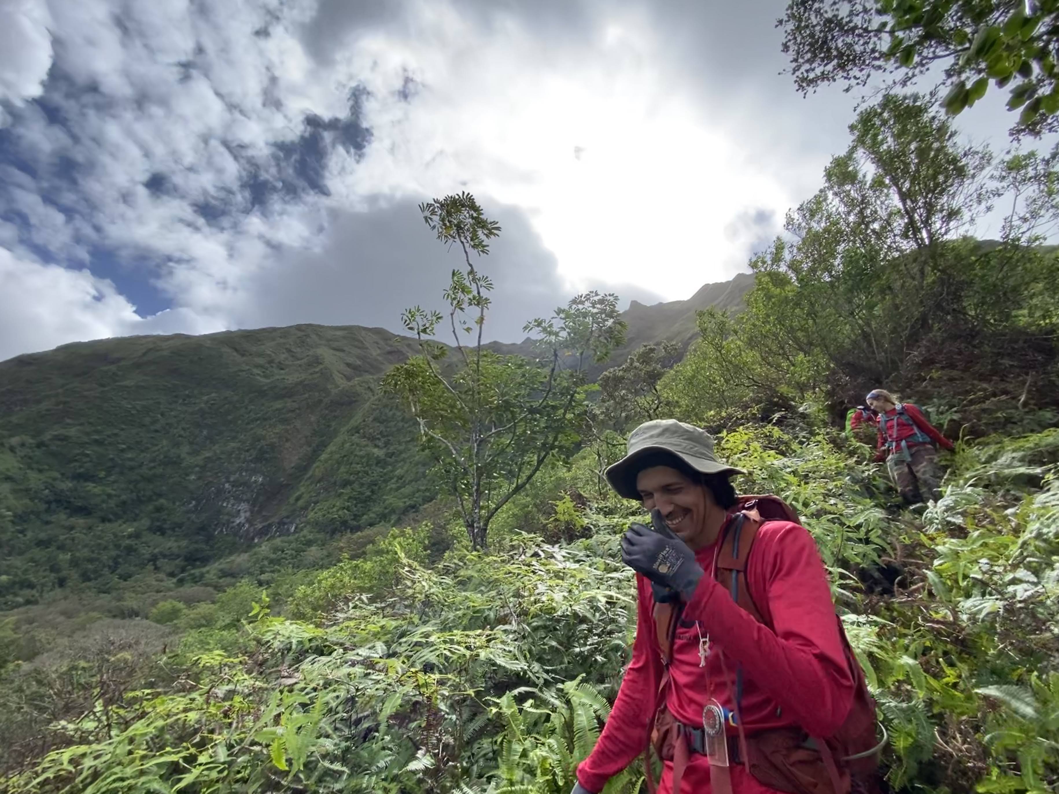 My coworker at the Oahu Invasive Species Committee laughing as the field crew makes our way down a ridgeline after a hard day’s work bushwacking through the dense uluhe plants that cover the lower elevation ridges in the Ko’olau Mountains.