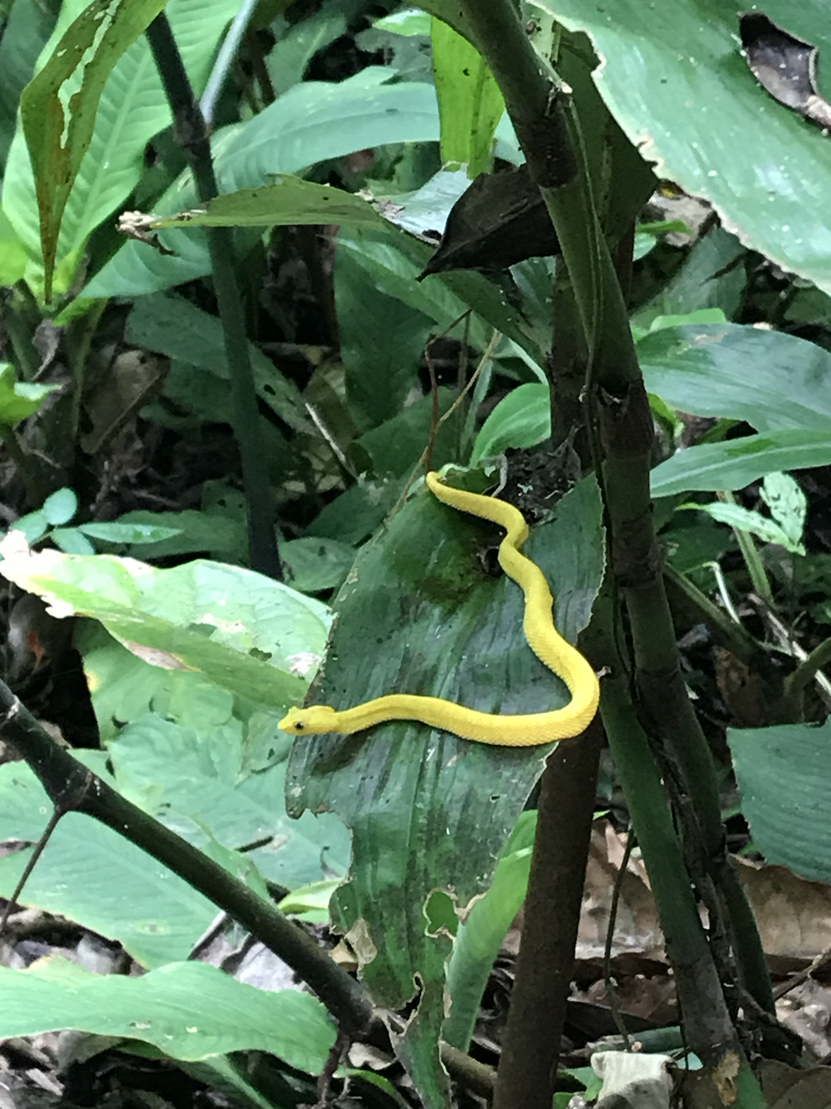 A highly venemous eyelash palm pit viper in the tropical rainforest of Costa Rica