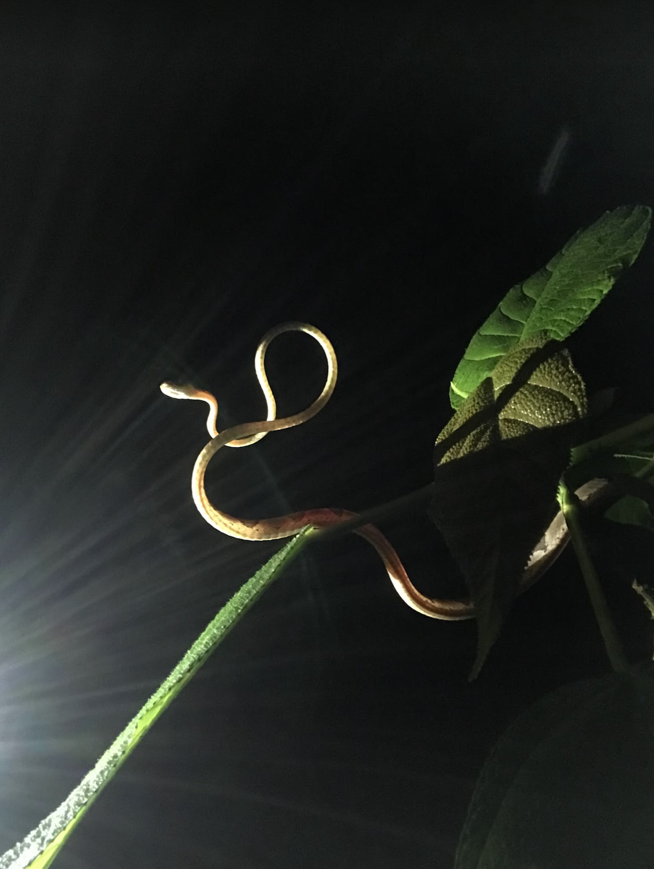 An arboreal snake spotted on a night walk through the tropical rainforest in Monteverde, Costa Rica