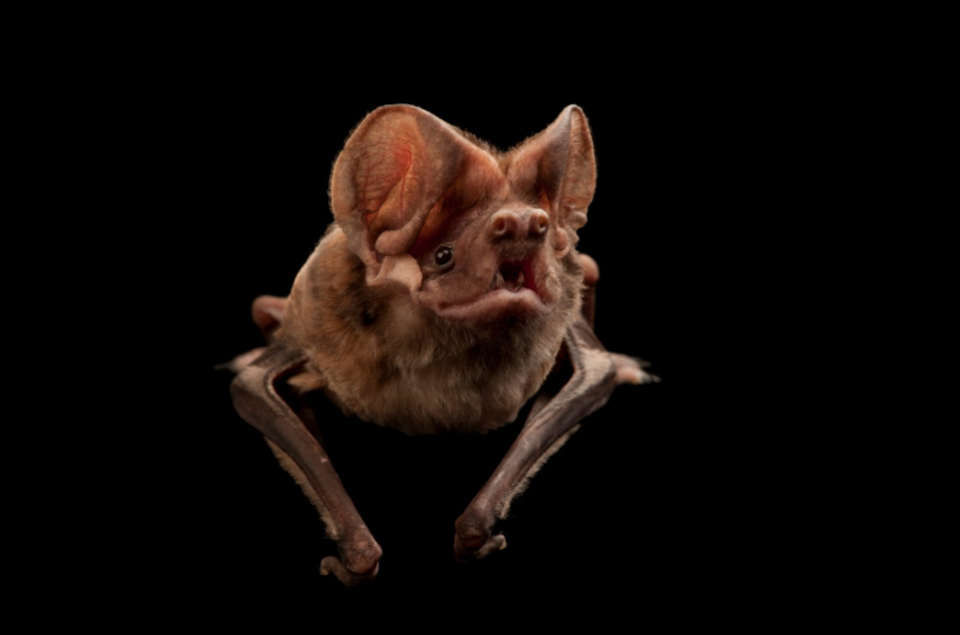 The Florida bonneted bat, a critically endangered species that has been assigned critical habitat by U.S. Fish and Wildlife. Hopefully, the critical habita is suffificient to help this species recover and reach sustainable population levels. The world would be a better place with more bonneted bats.