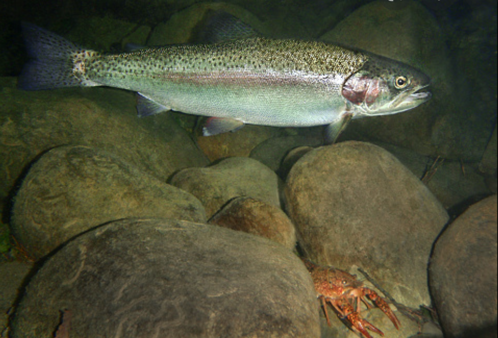 Southern California Steelhead Trout with an invasive crayfish in a Southern California freshwater stream