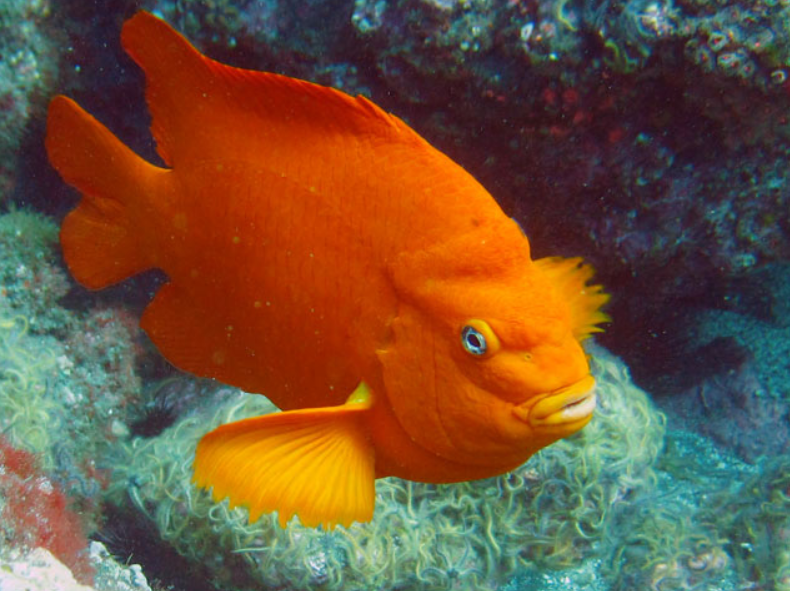 A garibaldi fish (Hypsypops rubicundus), California’s state fish and a species found in the Santa Barbara Channel. This fish is protected from fishing, lives in kelp forest habitat, and males utilize red algae to build nests (2)