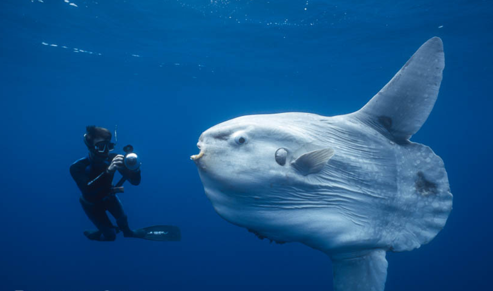A sunfish (Mola mola), the world’s largest bony fish, are found throughout the Santa Barbara Channel and are so large (up to 11 feet in length) can even be spotted by Channel Islands field crew members communting the to islands by helicopter. These atypical fish can even be found as far north as Alaska during El Nino years. These fish often bask nearly motionless near the ocean surface and sometimes breach the surface in an apparent attempt to rid their bodies of external parasites (3).