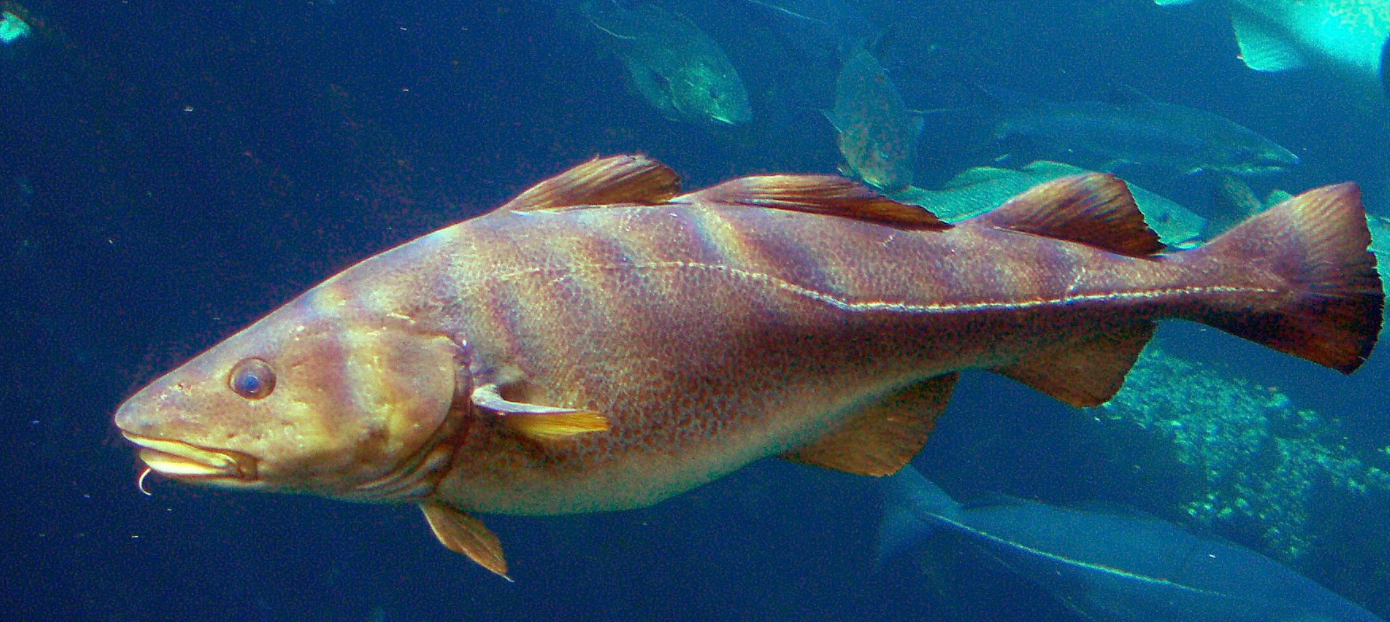 A cod fish, one of the top species captured by marine fisheries (8)