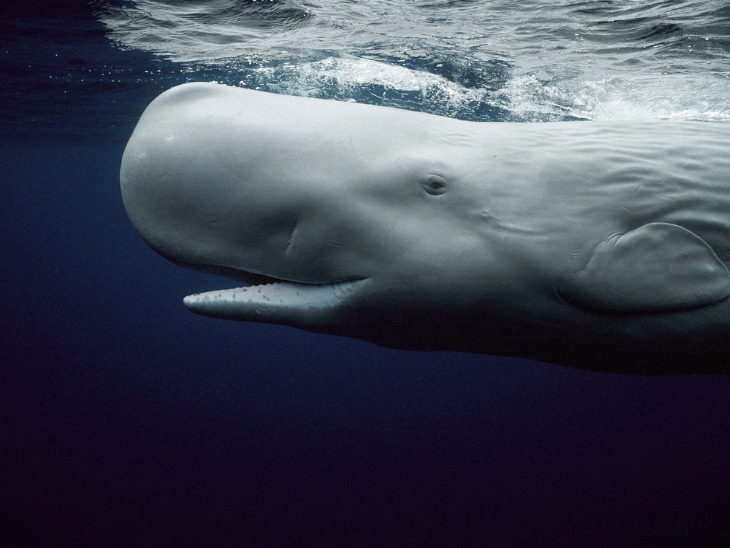 A sperm whale, the species that migrates though the seascape around Dominica.